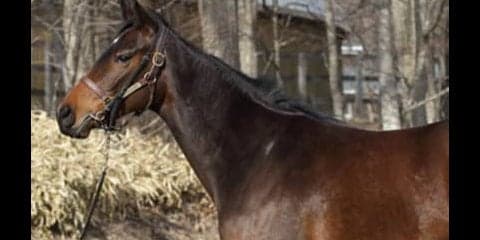 ミディオーサは動きがピカイチ。「気性難」に悩む姉よりも期待できる