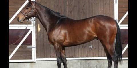 アドマイヤジャスタに乗ったスタッフ全員が「この馬は違う」と唸った