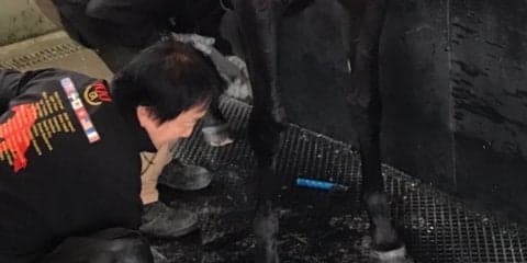 西内荘/装蹄の感触が良かった馬【6/16土曜版】