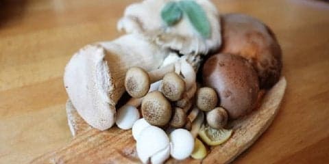 万能キノコのそれぞれの栄養比較