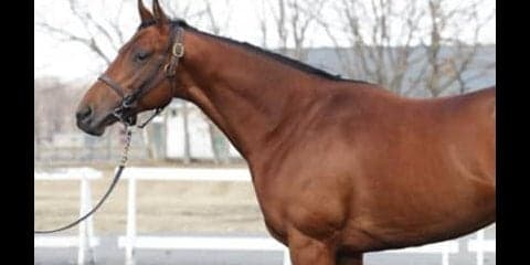 ２億5000万円のダノンチェイサーは、お値段通り「ガツガツ走る」