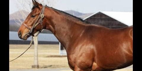 ダービー馬レイデオロの弟、ソルドラードは「兄よりプラス」な面がある