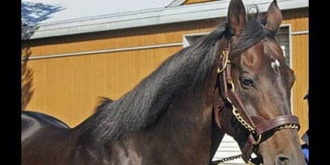 飛び交う札束で、もう大変。今夏セレクトセールの注目馬を総チェック