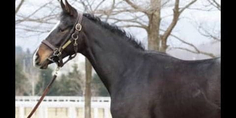 デビューが待ち遠しい！　超良血・シェーングランツに世界中から熱視線