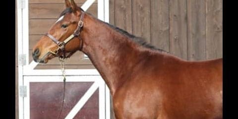 ワグネリアンに続け！　世代の「エース」プランドラーは走りも気性も◎