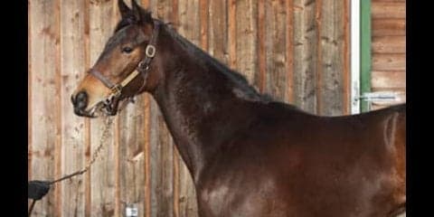 偉大な母にハズレなし。順調すぎるレーヴドカナロアは兄姉を越える