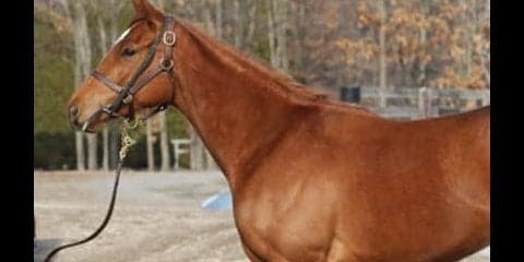 姉アーモンドアイが大活躍。妹ユナカイトの評判がさらに上がっている