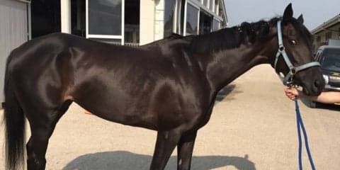 フォルシュナイト 土曜小倉4Rに出走