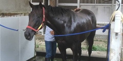 【アイビスSD】レジーナフォルテ スケールアップでリベンジ狙う