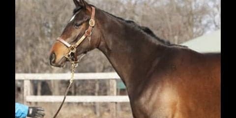 あのジェンティルドンナの全妹、ドナアトラエンテがもうすぐデビュー