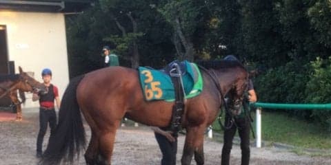 注目新馬 ソルドラード 他馬とは違う特別感漂う