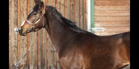 話題のスイープセレリタスは、母と同じ「直線一気の雰囲気がある」