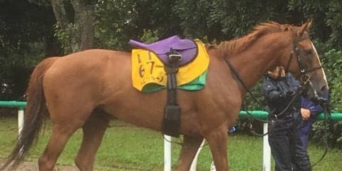 【関屋記念】チェッキーノ1度使われての変身に期待