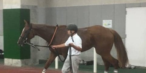 日曜新潟６Ｒ新馬はサルサレイアが５馬身差の圧勝