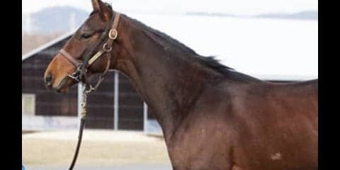 ダービー馬ワグネリアンの全弟、カントルも「いい切れ味を秘めている」