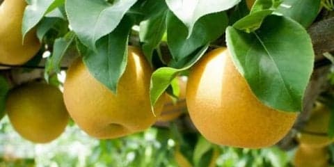 サイクリングと梨が楽しめる「ツール・ド・梨IBARAKI2018」9月開催