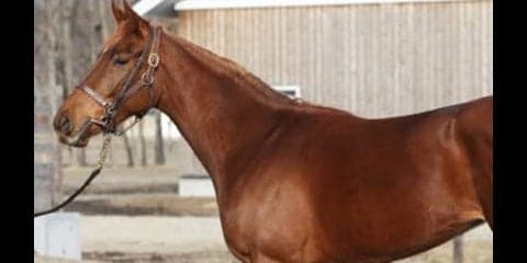 ミッキークイーンを超えろ。妹オーロトラジェは牝馬三冠を目指す