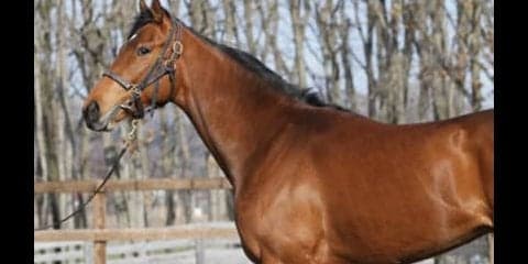 「優等生」サトノルークスは兄姉以上か。破天荒な結果が期待できる