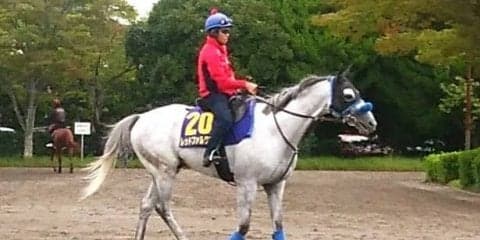 【スプリンターズS】レッドファルクス同一G1三連覇なるか！？