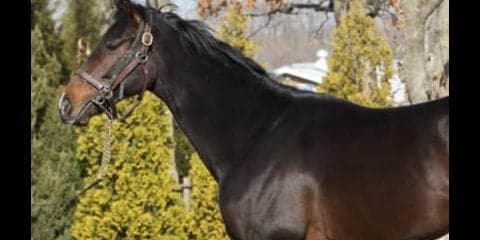 藤沢厩舎から大物再び。誰もが乗り味を絶賛するシークレットアイズ