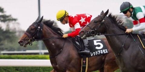 【サフラン賞】レッドアネモス逃げ切り！コントラチェックの追撃を振り切る