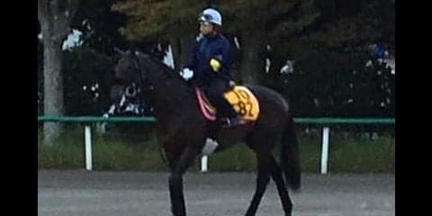 【毎日王冠】ダイワキャグニー 菊沢師「フレッシュな状態」