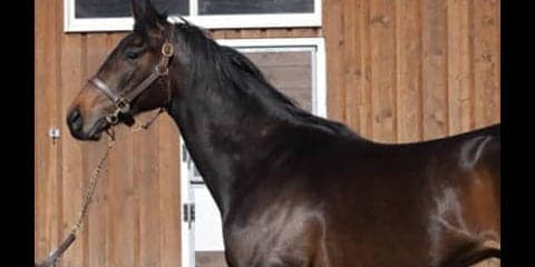 牧場も厩舎もトラックマンも絶賛。ワールドプレミアはどんだけすごい