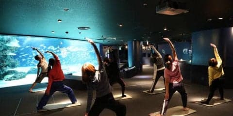 サンシャイン水族館でヨガ体験！女性限定イベント「水族館Nightヨガ」開催