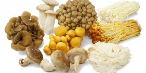 きのこに含まれる成分に痩せ効果が！？ハリウッドセレブから流行したダイエット！