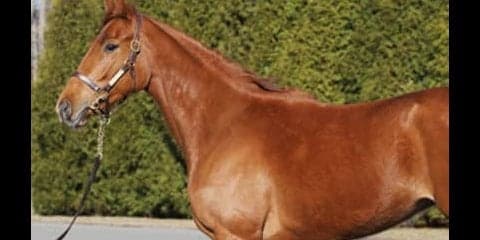 兄アドミラブルを越えるか。エスポワールは「予測不能」も調教は絶好