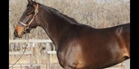 偉大なる名牝ジェンティルドンナの初仔、モアナアネラの状態はいかに