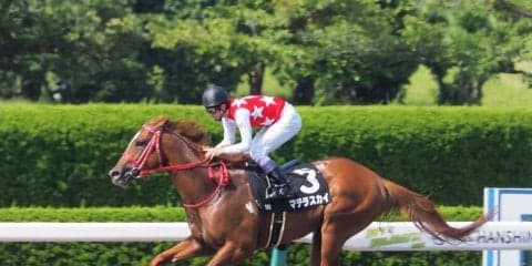 【JBCスプリント】登録馬と見どころ マテラスカイなど