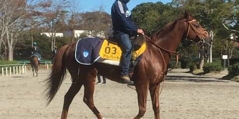 【アルゼンチン共和国杯】アルバート このレースの相性の良さを生かして重賞V狙う