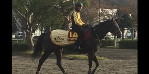 【JBCレディスクラシック】プリンシアコメータ 矢野師「今はデキがいい」
