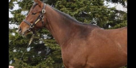 「マジックマン」が絶賛するペルクナス。いったいどんな若駒なのか？