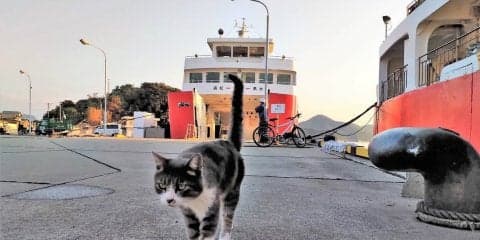 神社、アート、そしてネコ。四国・男木島を走ってきた│島ランへGO #7
