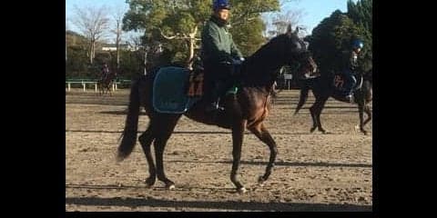 【東京スポーツ杯2歳S】ルヴォルグ  藤沢和師「気がよくてセンスがある」