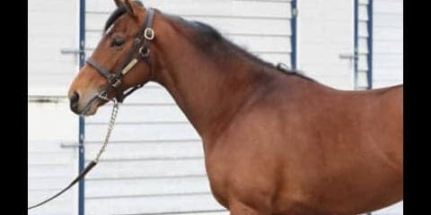 調教師が認める素材。テンペスタージは、兄フェノーメノ以来の大物か