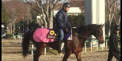 【ジャパンカップ】ミッキースワロー 菊沢師「ワクワクしています」