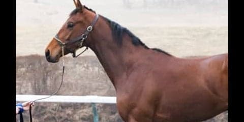 世界の競馬を席巻するゴドルフィンが自信を持って送り出すエデリー