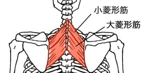 あらゆる状況で必要不可欠な筋肉 「菱形筋」とは？