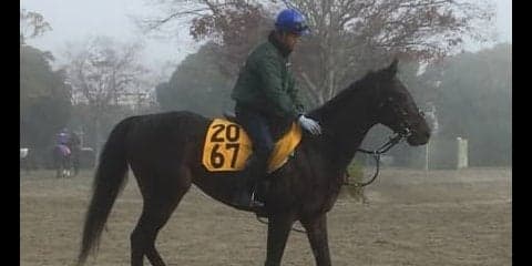 【チャレンジC】レイエンダ  順調な仕上がりでタイトル獲得へ