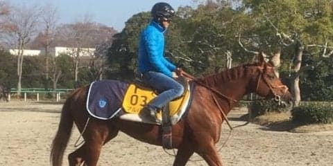 【ステイヤーズS】アルバート 同一重賞4連覇に挑む