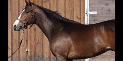 兄ヨシダはアメリカで活躍。「気分屋」シェドゥーヴルはどう化けるか