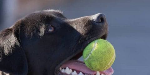 しっぽの付いた「ボールキッズ」にレジェンドたちメロメロ？ チャンピオンズテニスでワンダフルな試み