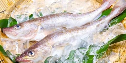 高タンパク・低脂肪の旬の魚料理