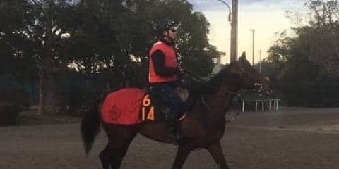 【京成杯】シークレットラン  田村師「すごく賢い馬」