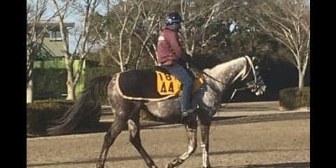 【AJCC】ミライヘノツバサ  得意の中山で本領発揮なるか