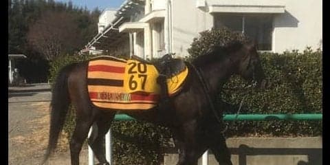 【東京新聞杯】レイエンダ 条件替わりで期待