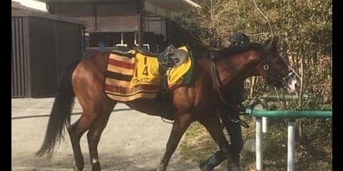 【東京新聞杯】タワーオブロンドン 藤沢師「追い切りの動きも良かった」